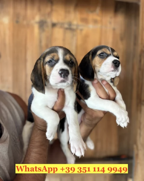 Regala un cucciolo di Beagle