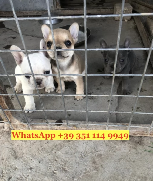  un cucciolo di Bulldog francese | Foto 2