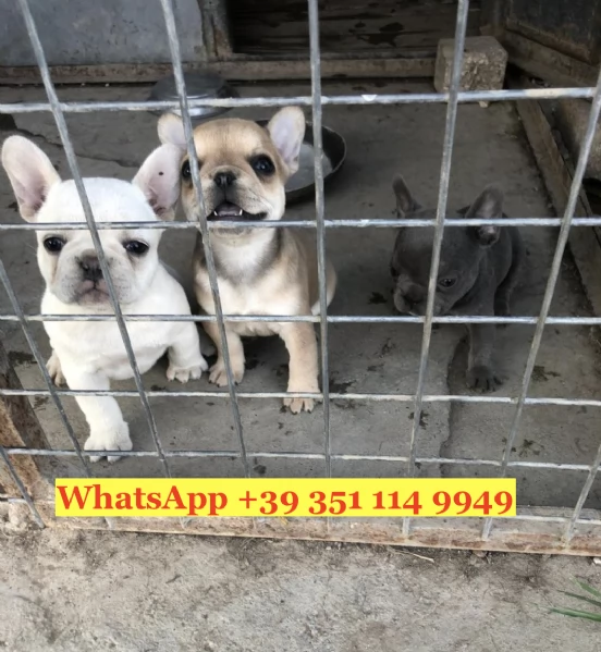  un cucciolo di Bulldog francese | Foto 1