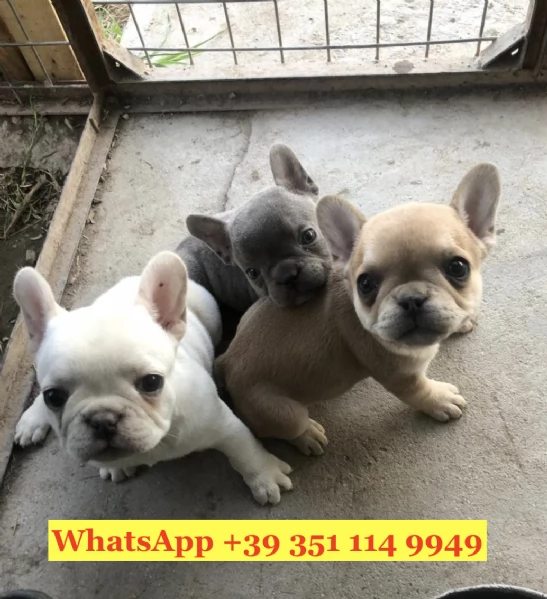  un cucciolo di Bulldog francese