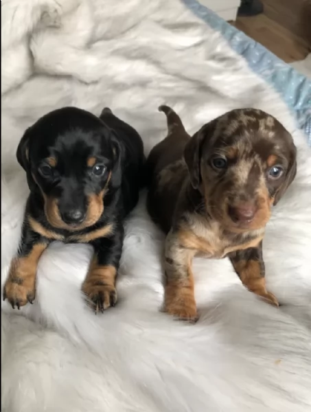 Cuccioli di Bassotto disponibili per adozione gratuita