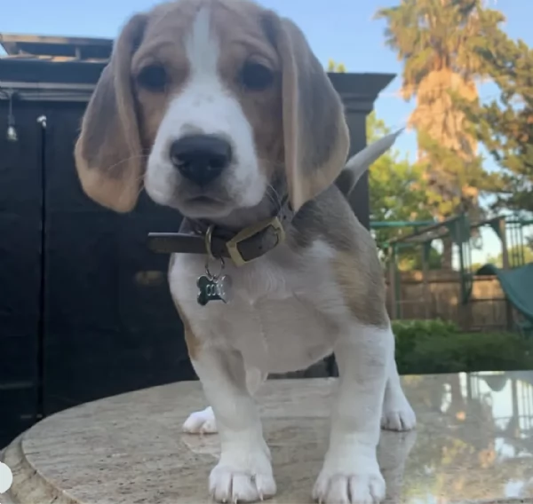 Cuccioli di Beagle disponibili per adozione gratuita | Foto 1