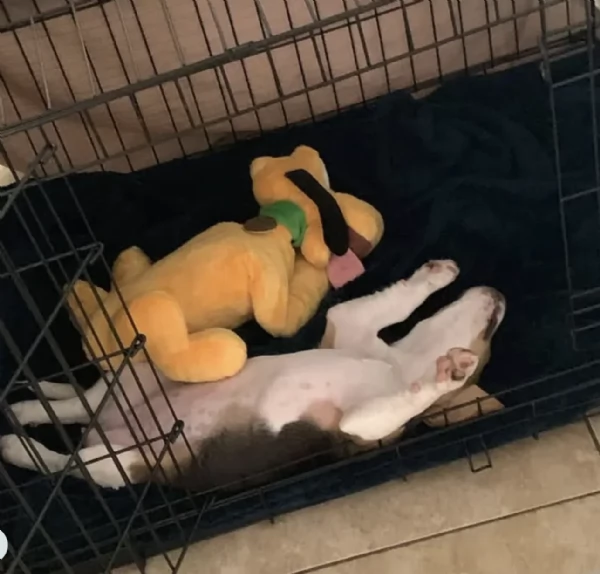 Cuccioli di Beagle disponibili per adozione gratuita | Foto 0