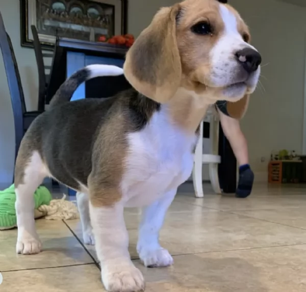 Cuccioli di Beagle disponibili per adozione gratuita