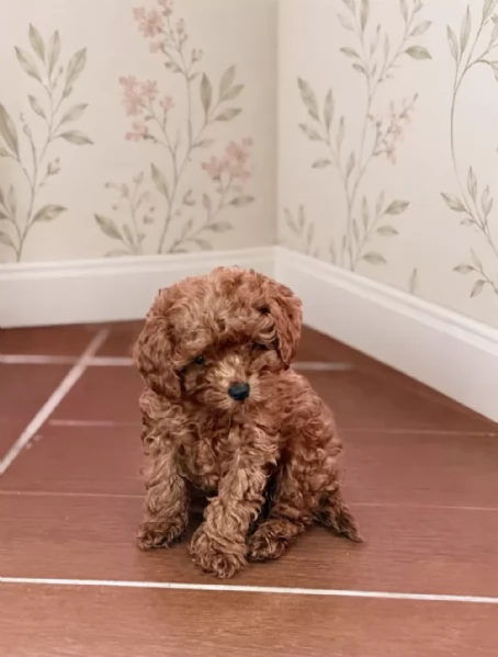 Cuccioli di  Barboncino disponibili per adozione gratuita | Foto 1