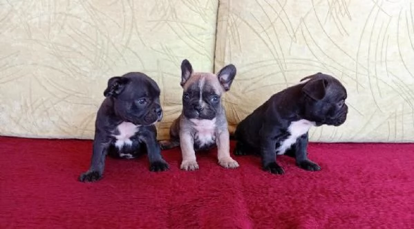 Cuccioli di bulldog francese disponibili per adozione gratuita | Foto 2