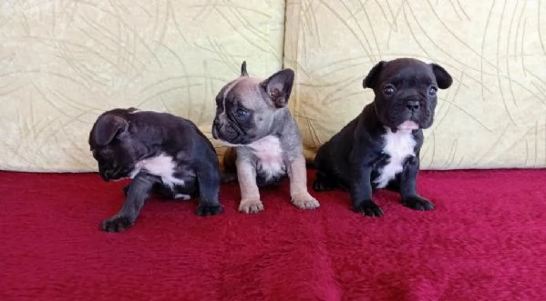 Cuccioli di bulldog francese disponibili per adozione gratuita | Foto 1
