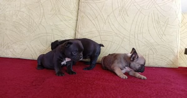 Cuccioli di bulldog francese disponibili per adozione gratuita | Foto 0
