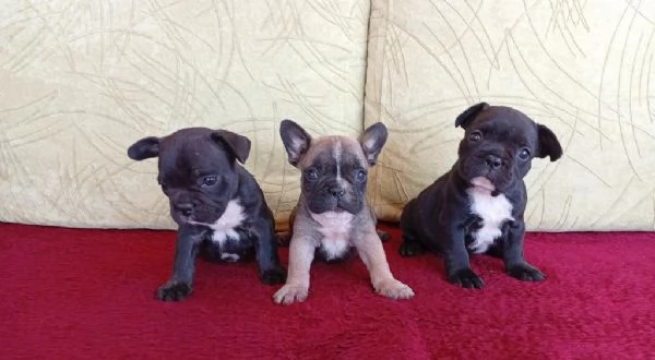 Cuccioli di bulldog francese disponibili per adozione gratuita