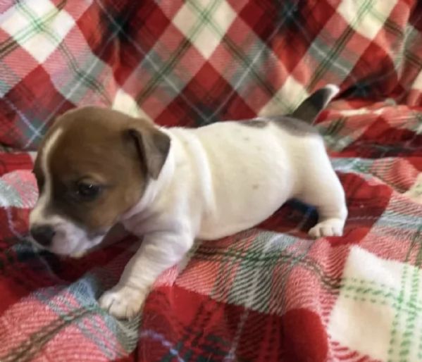 Cuccioli di  Jack Russel disponibili per adozione gratuita | Foto 1
