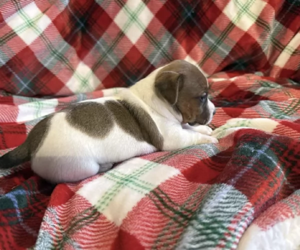 Cuccioli di  Jack Russel disponibili per adozione gratuita | Foto 0