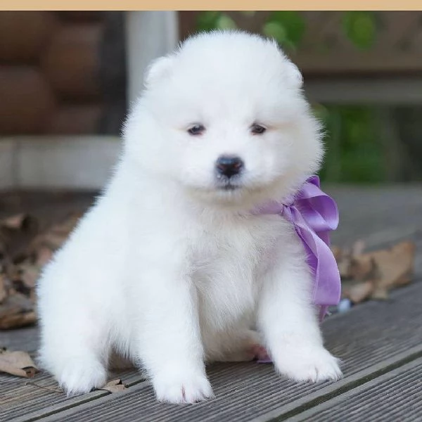 Cuccioli di Samoiedo in vendita