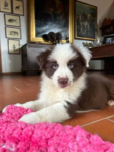 Cuccioli di Border Collie pronti per ladozione