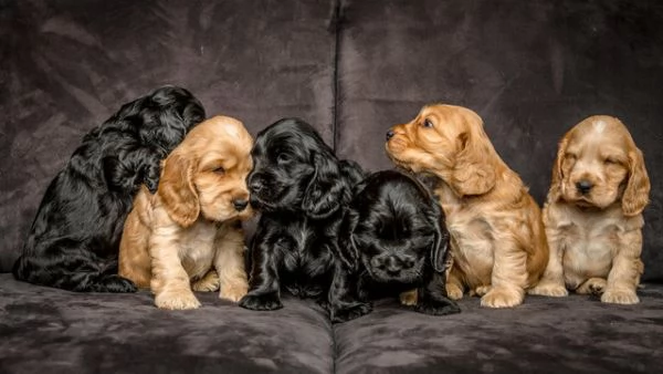Vendita cuccioli di cocker spaniel