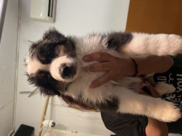 Australian shepherd