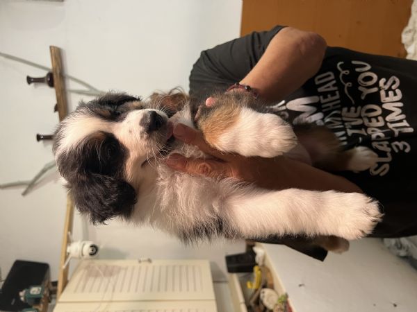 Australian shepherd | Foto 1
