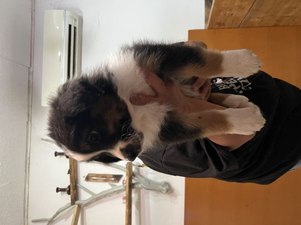 Australian shepherd | Foto 0