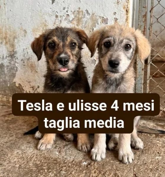 Tesla e Ulisse 