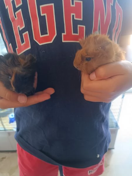 Cuccioli di cavia peruviana