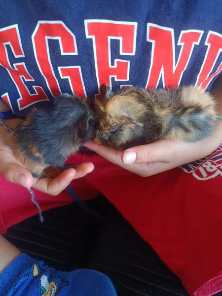Cuccioli di cavia peruviana | Foto 3