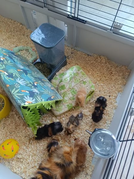 Cuccioli di cavia peruviana | Foto 2