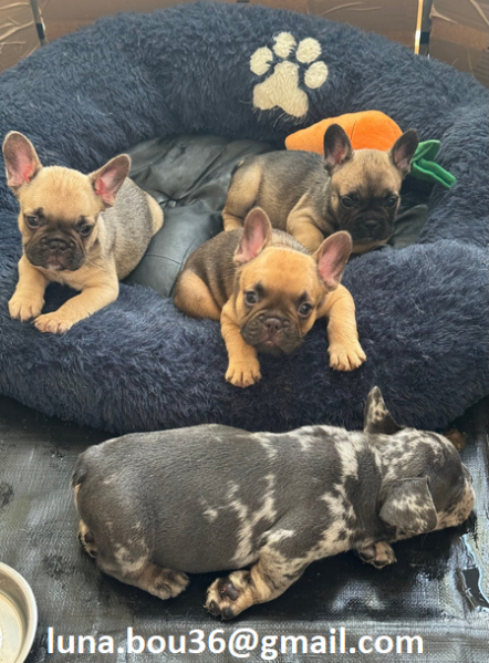 Regalo cuccioli di BULLDOG FRANCES cuccioli di BULLDOG FRANCES  ancora disponibili un maschio e una
