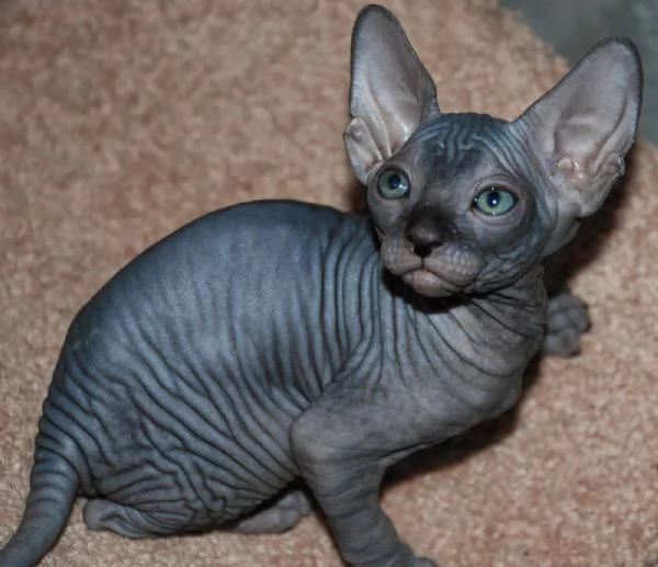 Disponibili meravigliosi cuccioli di gatto Spxynx | Foto 3