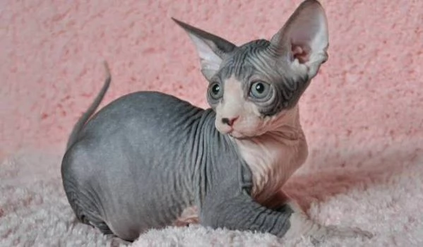Disponibili meravigliosi cuccioli di gatto Spxynx | Foto 2
