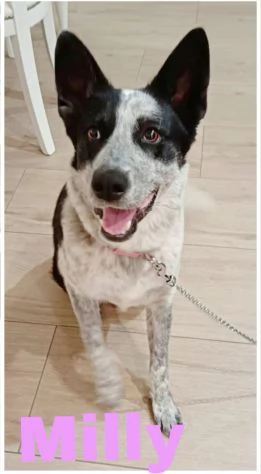 MILLY una bella cagnolina mix husky in adozione egrave ancora qui e cerca casa
