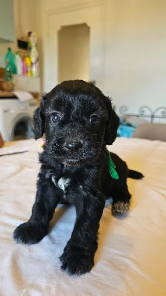 Vendesi cuccioli di LagottoSpinone