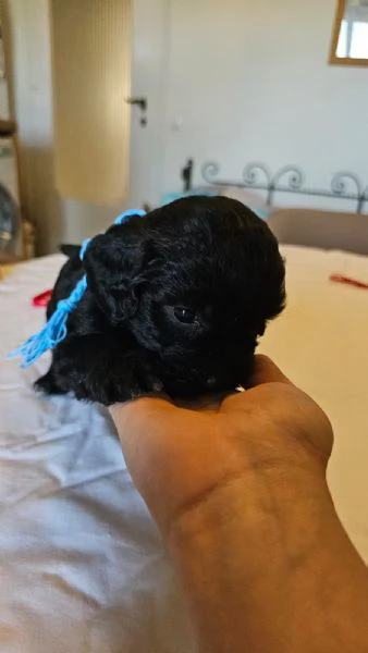 Vendesi cuccioli di LagottoSpinone | Foto 3