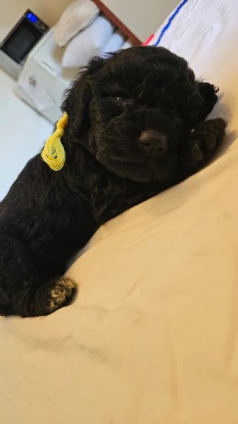 Vendesi cuccioli di LagottoSpinone | Foto 1