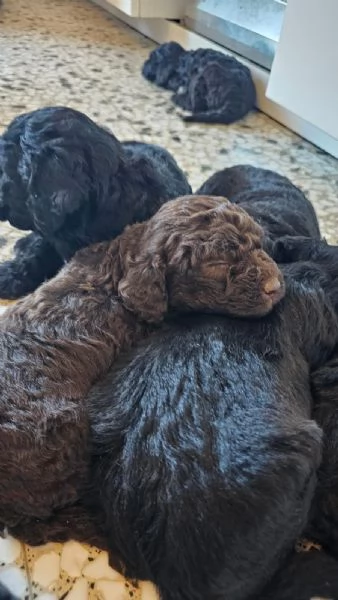 Vendesi cuccioli di LagottoSpinone | Foto 0