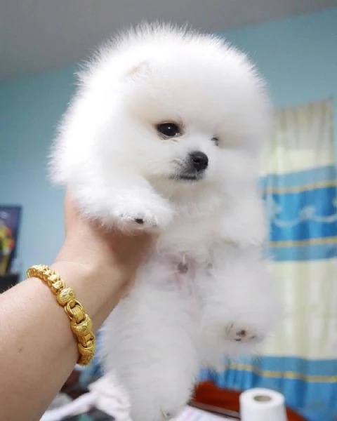 Regalo Cuccioli di pomerania maschio o femmina