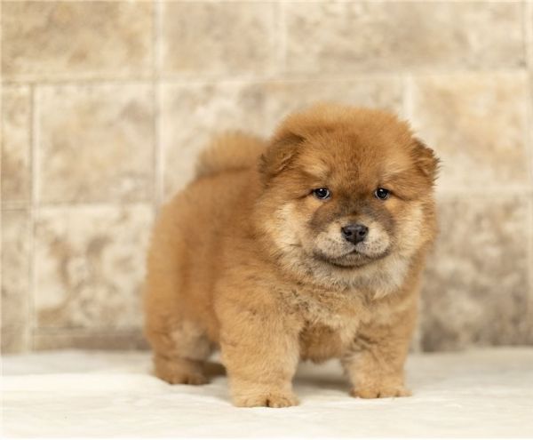 Regalo cuccioli di chow chow femminucce e maschietti 