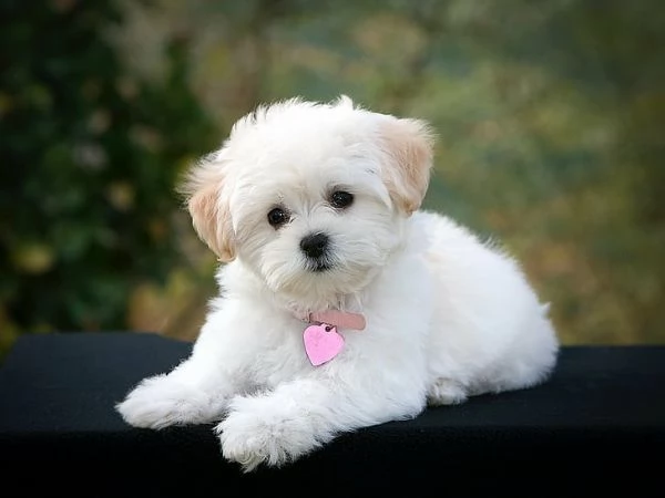 regalo  adorabili cuccioli di maltese toy