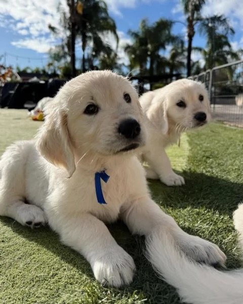 Meravigliosi cuccioli Golden Retriever | Foto 0