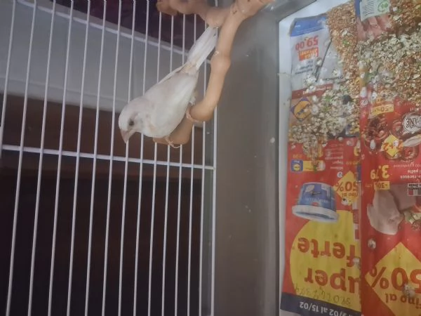 bengalino diamantino albino stupenda colorazione di 7 mesi | Foto 2