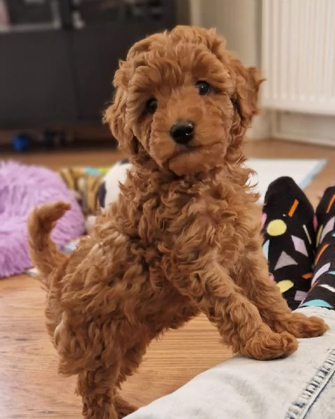 Cucciolata di barboncini  | Foto 0