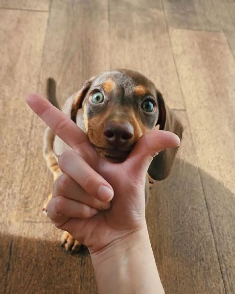 cuccioli di Bassotto maschi e femmine con pedigree