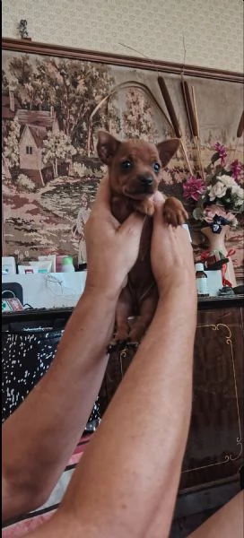 Cuccioli di Pinscher 