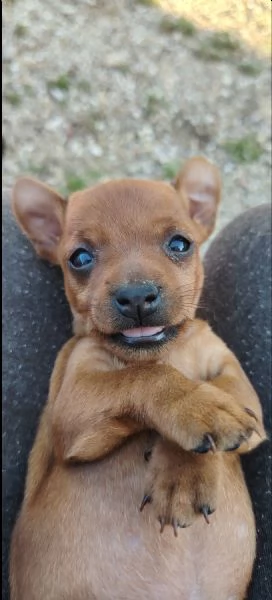 Cuccioli di Pinscher  | Foto 6