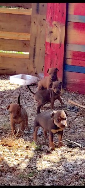 Cuccioli di Pinscher  | Foto 5