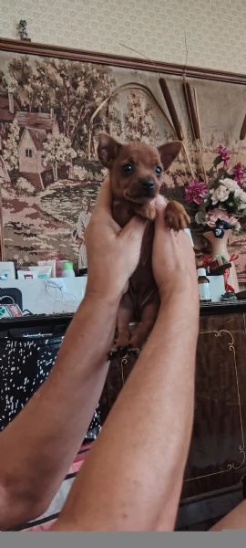 Cuccioli di Pinscher  | Foto 4