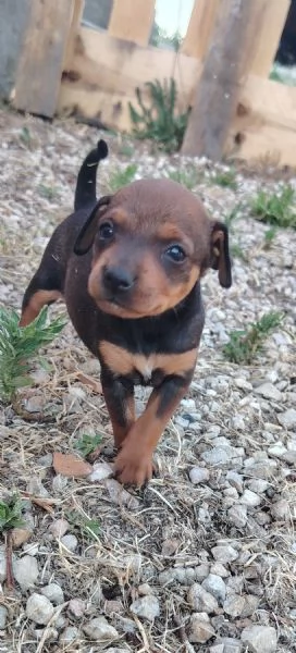 Cuccioli di Pinscher  | Foto 3