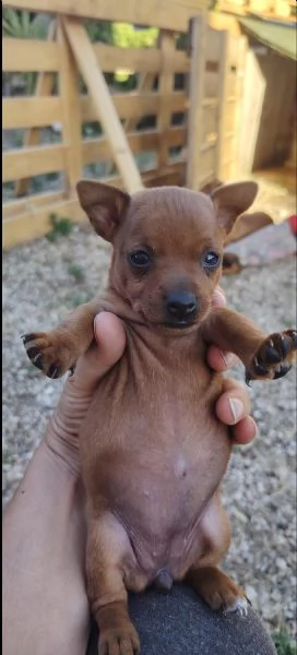 Cuccioli di Pinscher  | Foto 2
