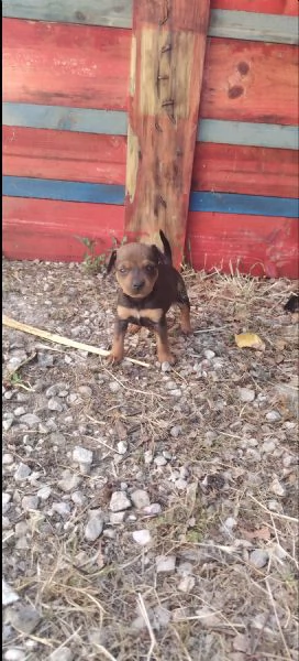 Cuccioli di Pinscher  | Foto 1