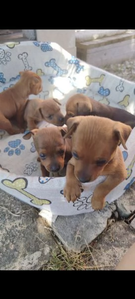 Cuccioli di Pinscher  | Foto 0