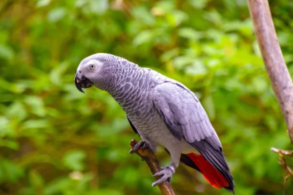 Compra Pappagalli Online in Italia  Ara Cacatua e Cenerino Africano