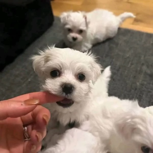 Maltesei cuccioli maschio e femmina | Foto 0